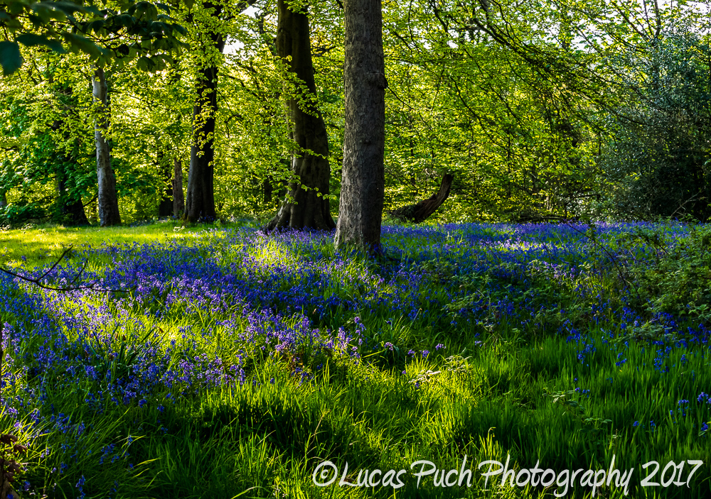 Bluebells in the forest