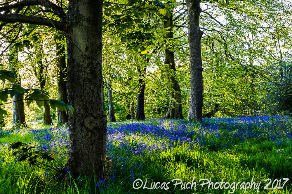 Bluebells in the forest